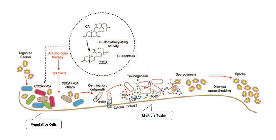 Цикл споров. Токсин а Clostridium difficile у грудничков. Sporogenesis.